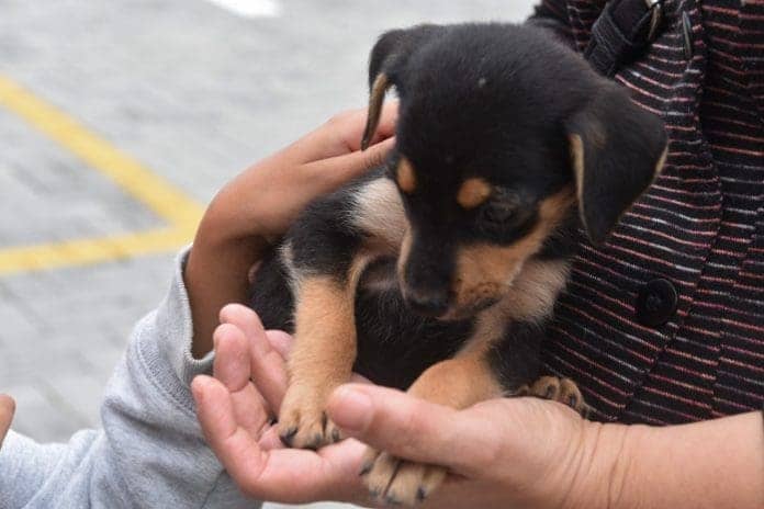 Maricá terá Complexo Veterinário Municipal